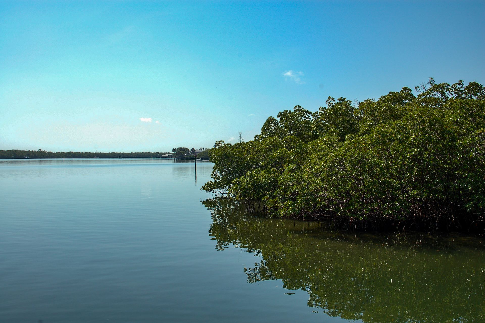 Calm blue lagoon with dense green mangroves along the shoreline under a clear sky