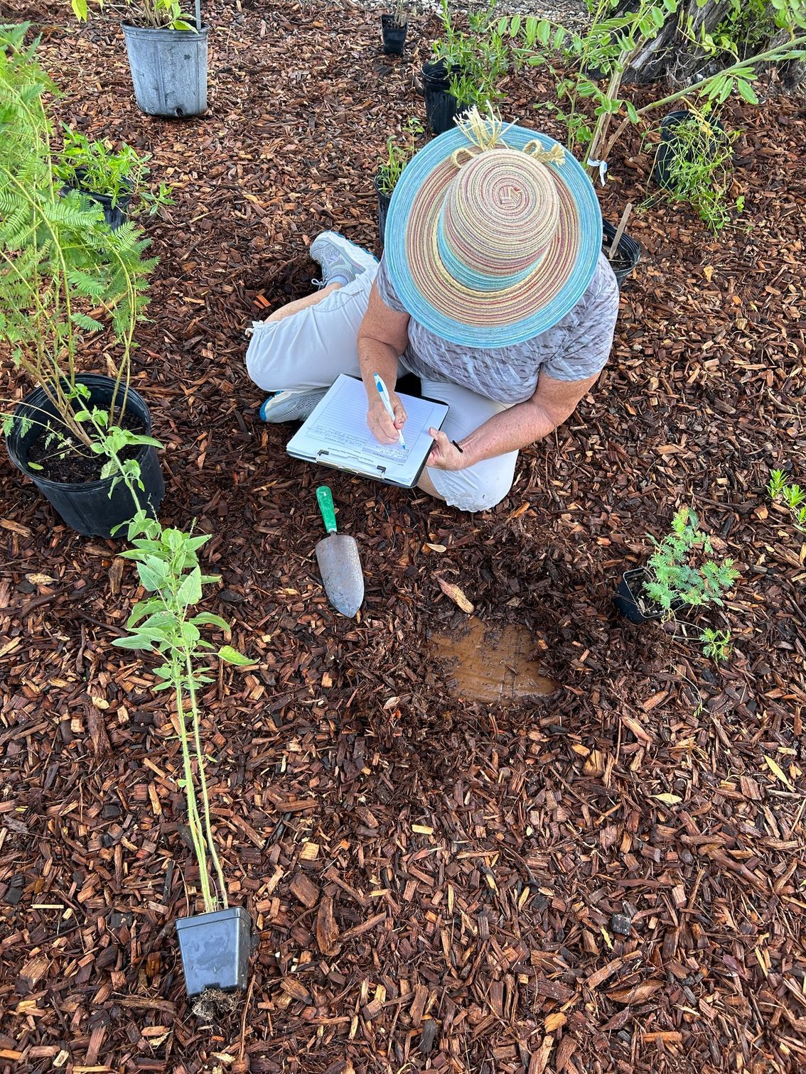 Person in straw hat planting in a mulched garden bed with seedlings and a trowel.