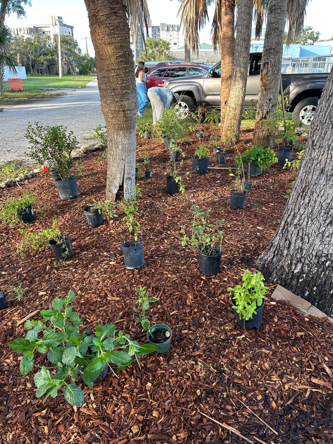 Newly planted mulch bed with small potted plants and palm trees beside a parking lot