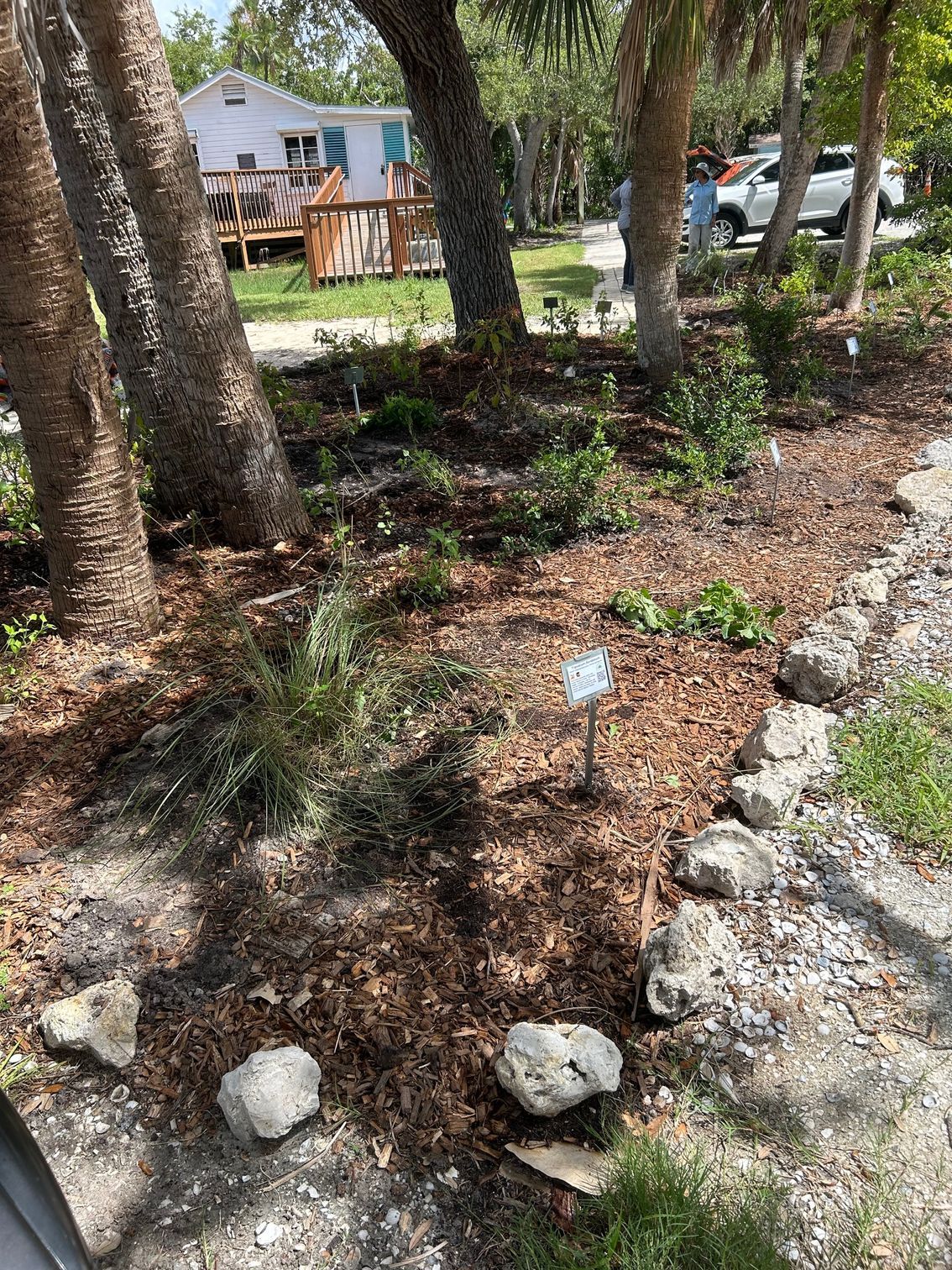 Mulched garden bed with small plants, trees, and a rock border beside a house and parked cars