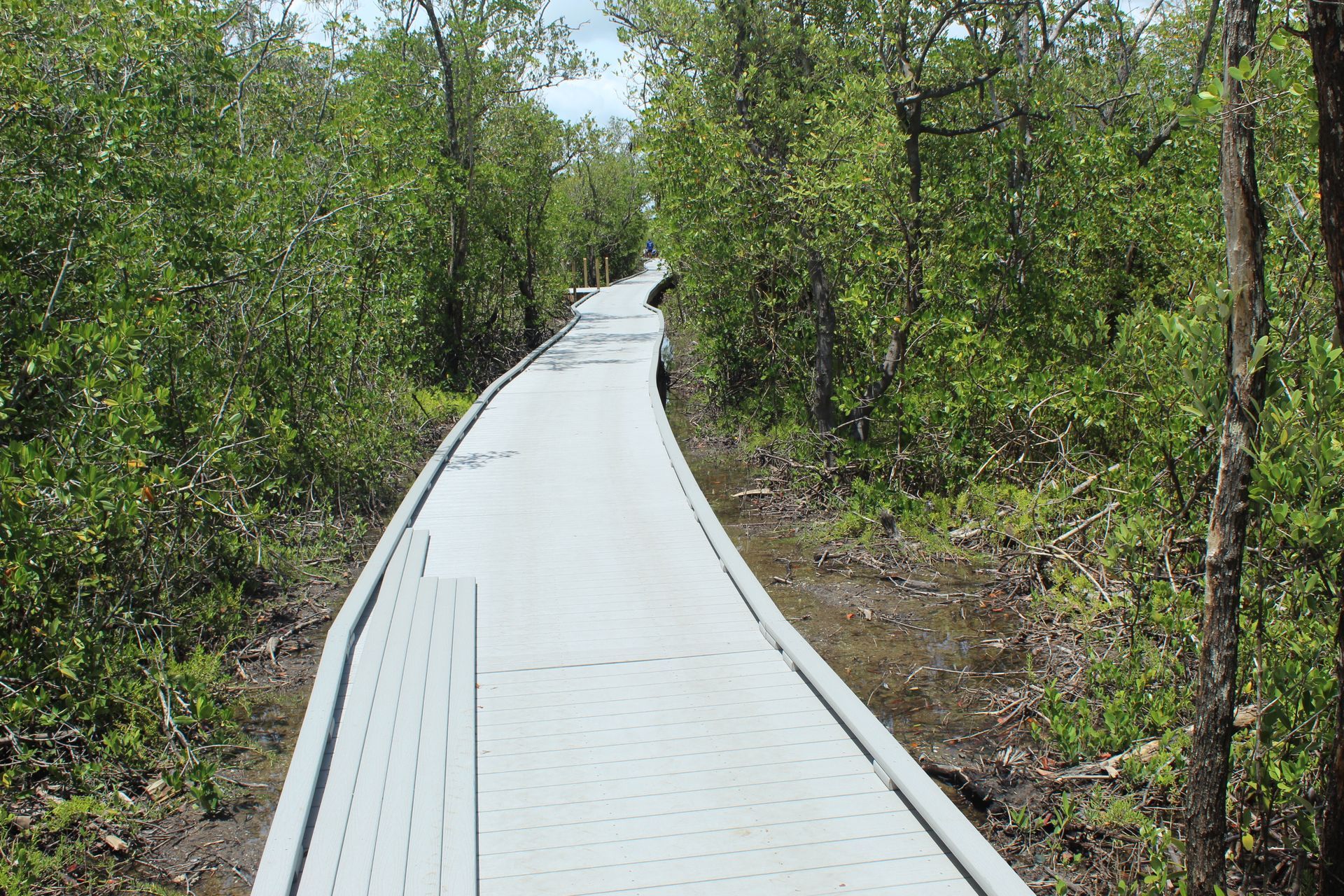 Wooden boardwalk path winding through a green forest on a sunny day