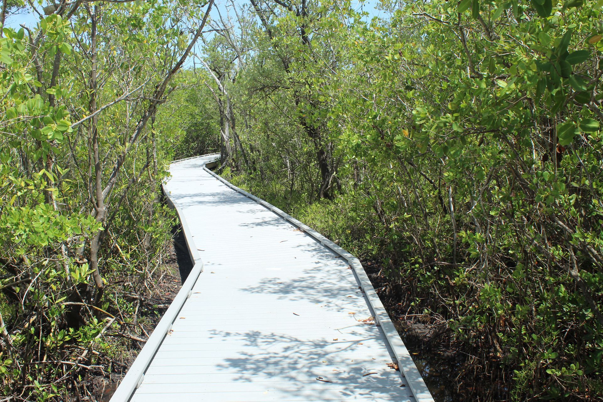 White boardwalk winding through dense green trees and shrubs in a sunny wetland area