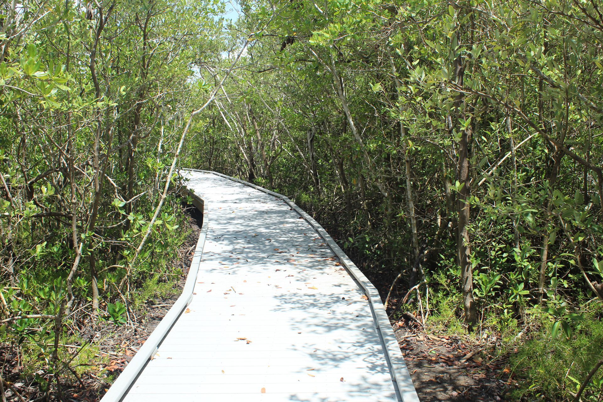 White boardwalk winding through dense green forest under sunlight
