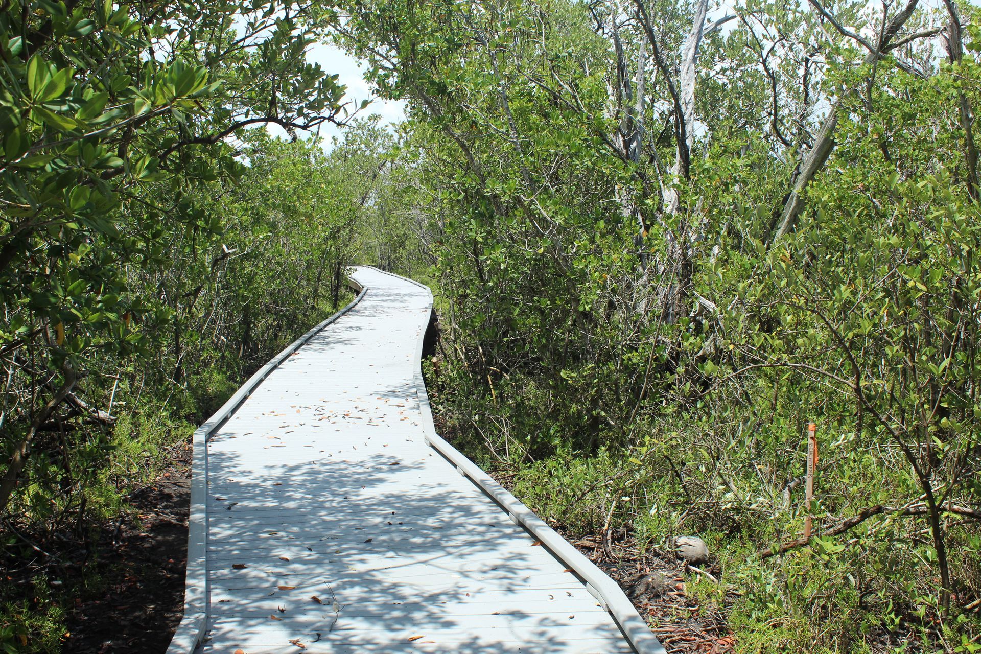 Winding white boardwalk through dense green mangrove-like vegetation