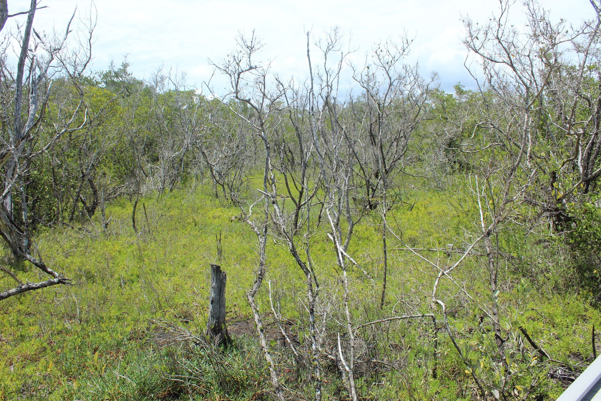 Dry, sparse scrubland with green grass and leafless trees under a bright sky