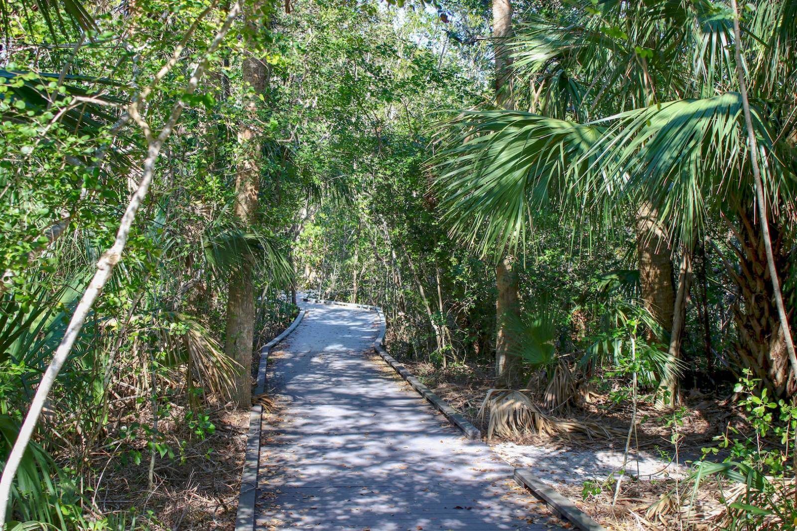 Narrow concrete path winding through dense green tropical forest in bright sunlight