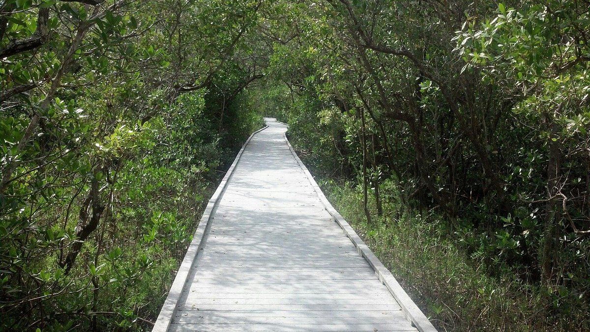 Concrete path through dense green forest foliage