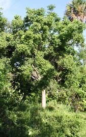 A large tree in the middle of a lush green forest.