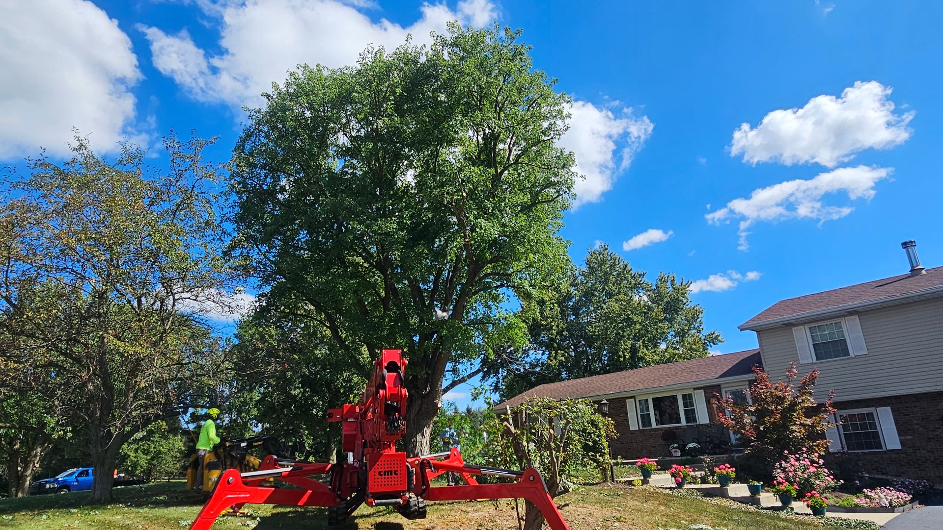 Professional Tree Care | F & F Tree Service