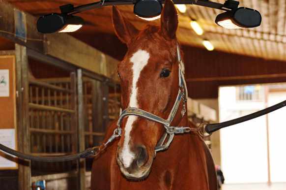 Horse Under Infrared Solarium From Victory