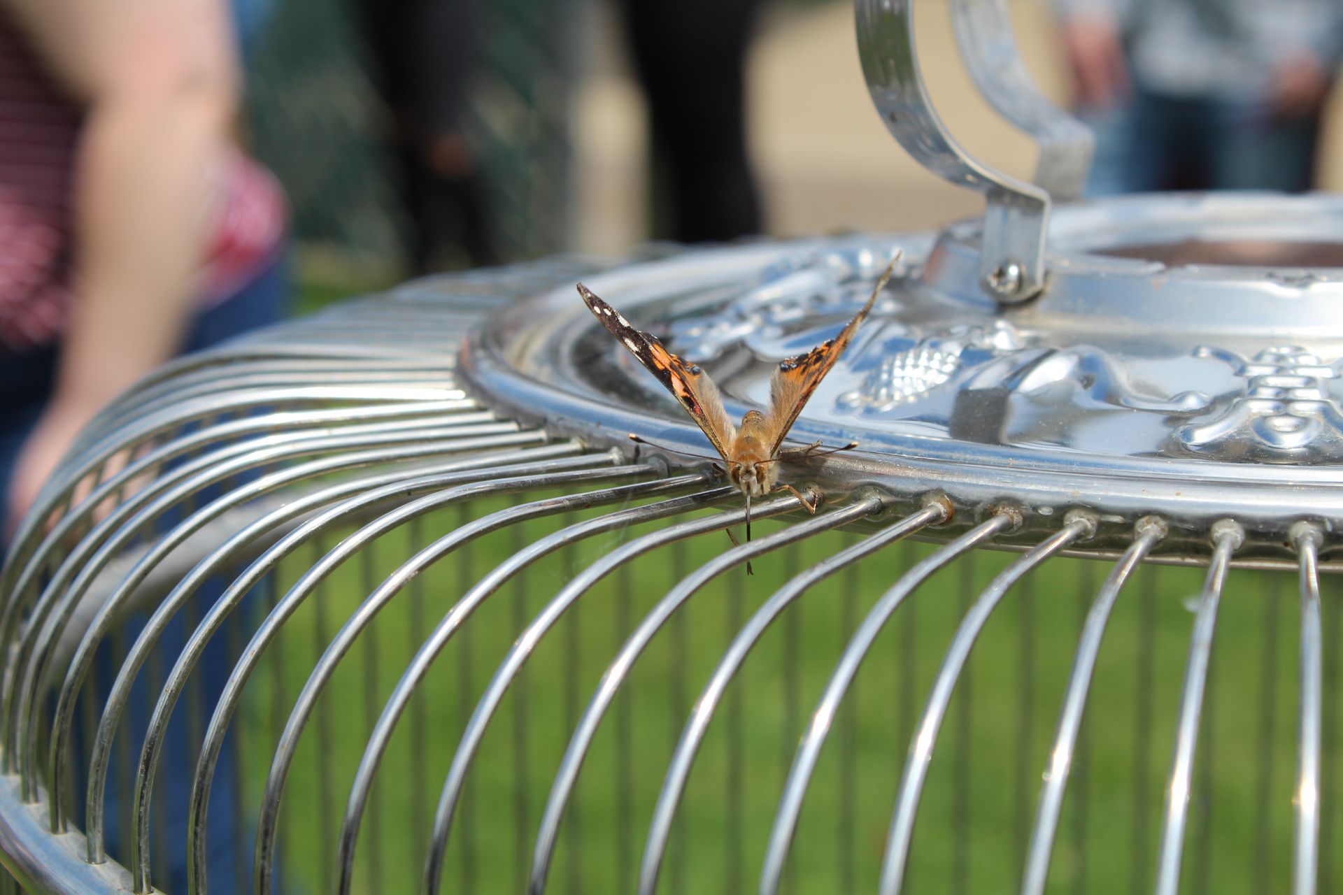 Orange butterfly on a ribbed green glass jar lid outdoors
