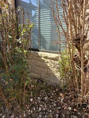 A low view of a house exterior with a stone wall under a window, flanked by two bushes over a rocky ground cover.