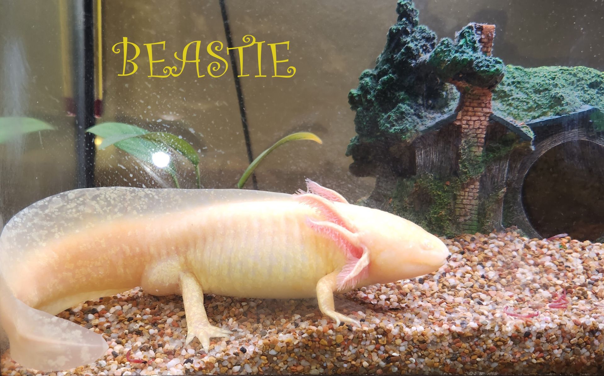 A light colored reptile in a cage.