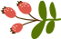 A branch with red berries and green leaves on a white background.