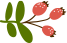 A plant with red berries and green leaves on a white background.