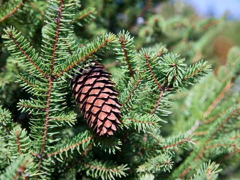 A pine cone is hanging from a pine tree branch.