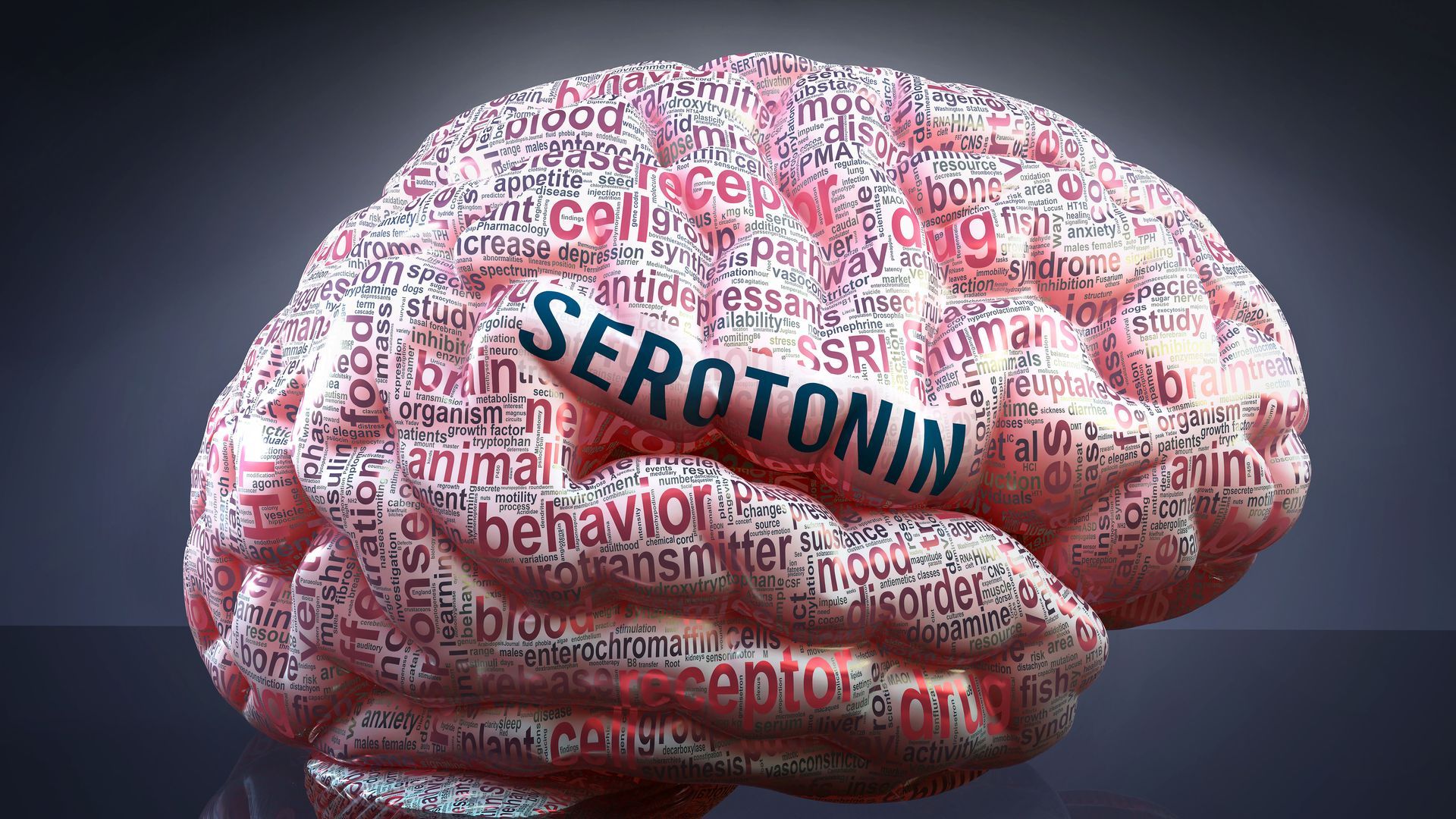 A computer generated image of a brain with the word serotonin written on it.
