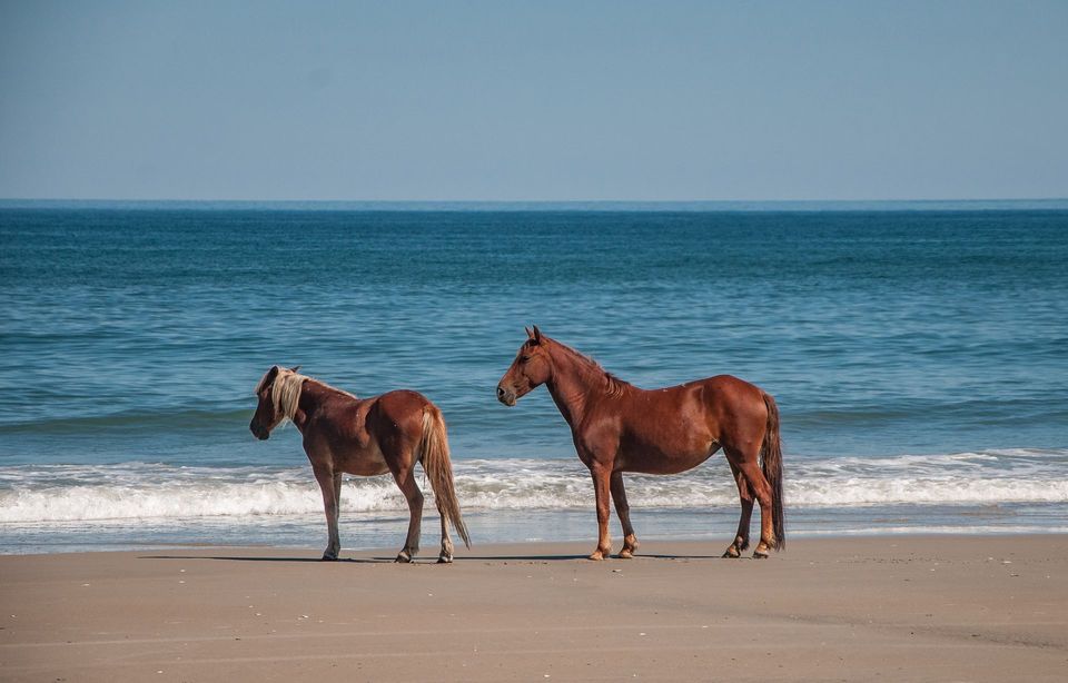 Two wild horses on the beach in the Corolla area of the Outer Banks