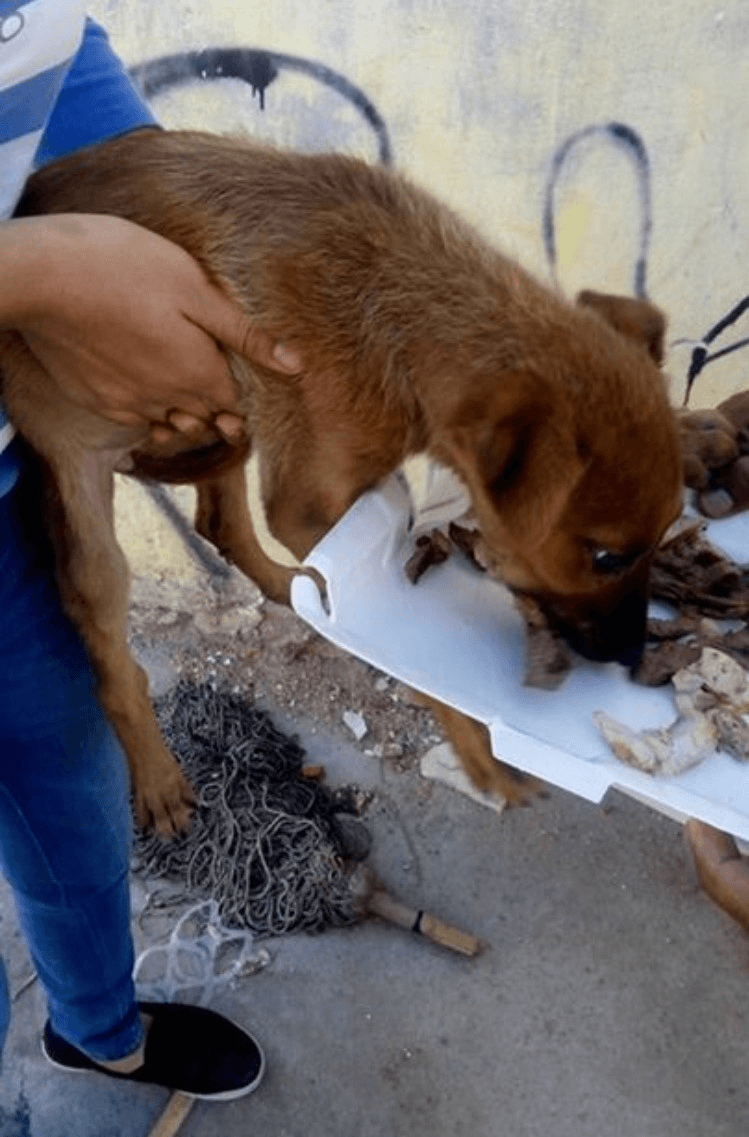 animal volunteer