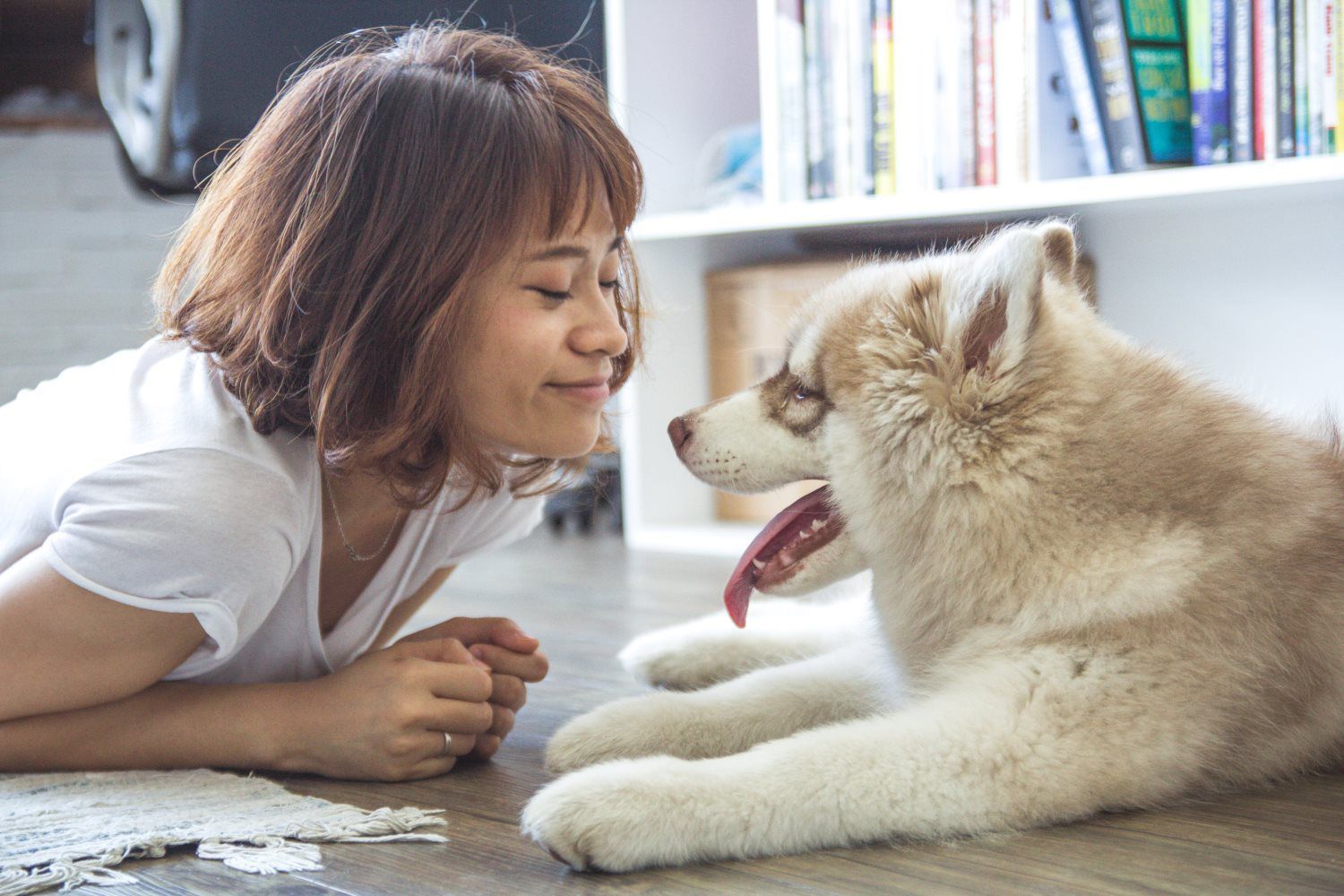Playtime with Puppy Husky