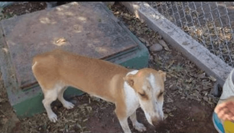 animal volunteer