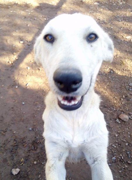 animal volunteer