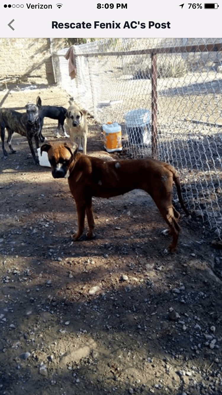 animal volunteer