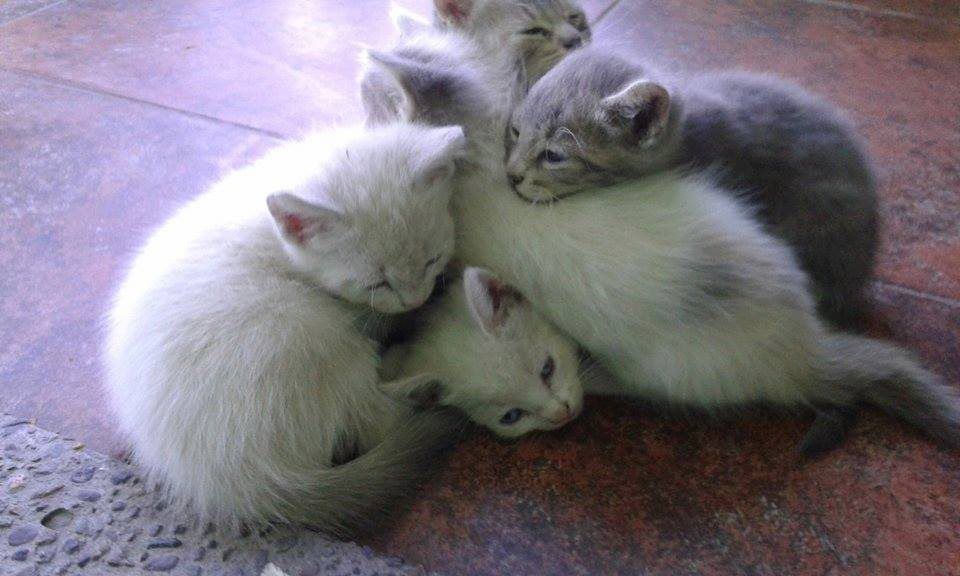 animal volunteer