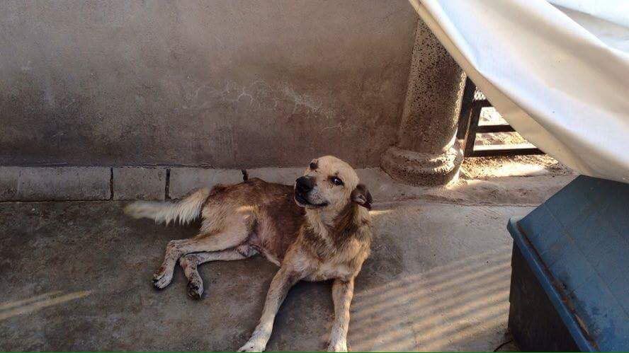 animal volunteer