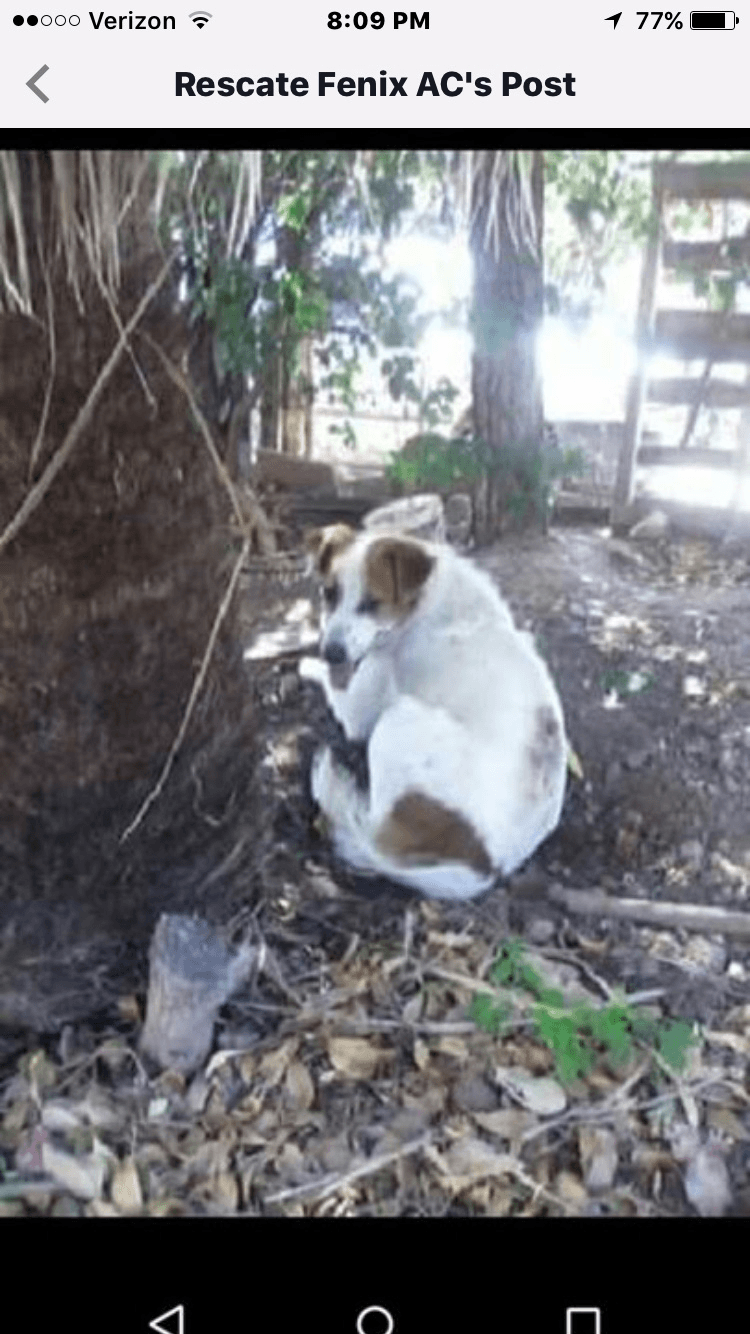 animal volunteer