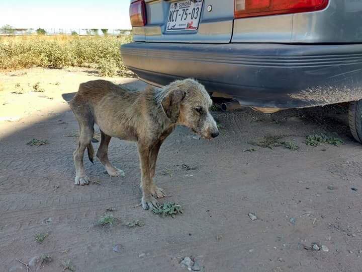 animal volunteer