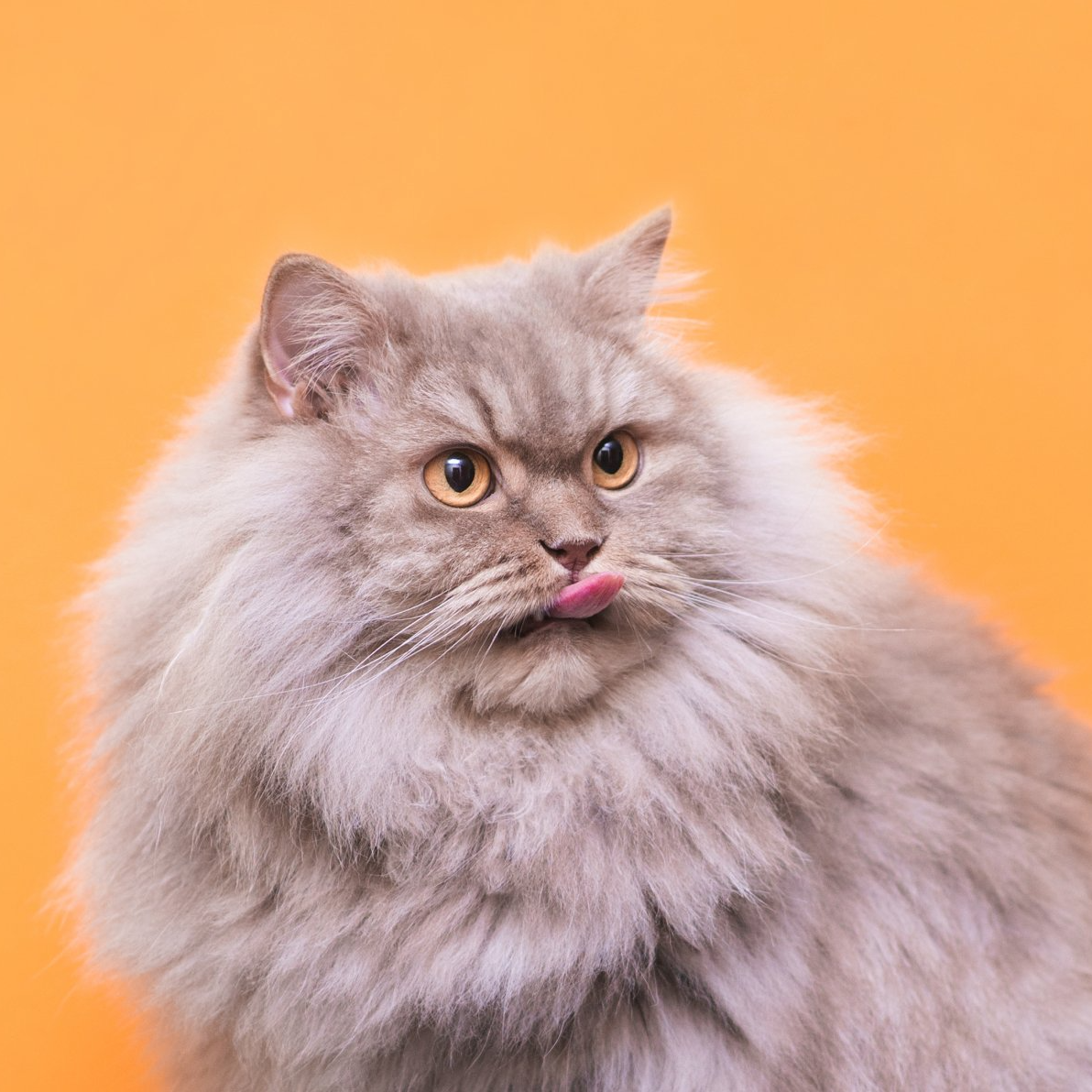 Persian Cat