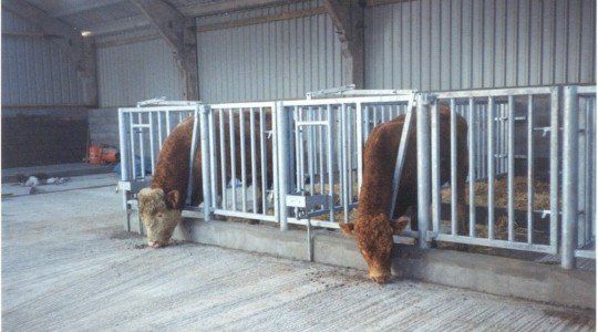 Bull pens