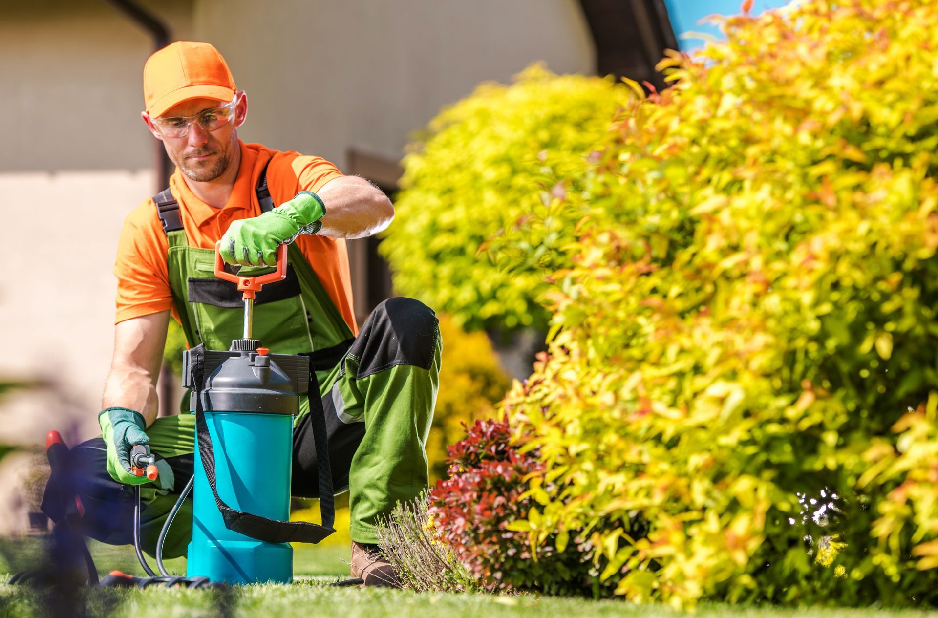 A worker in an orange shirt and green overalls pumps a blue garden sprayer while kneeling beside a large yellow bush.