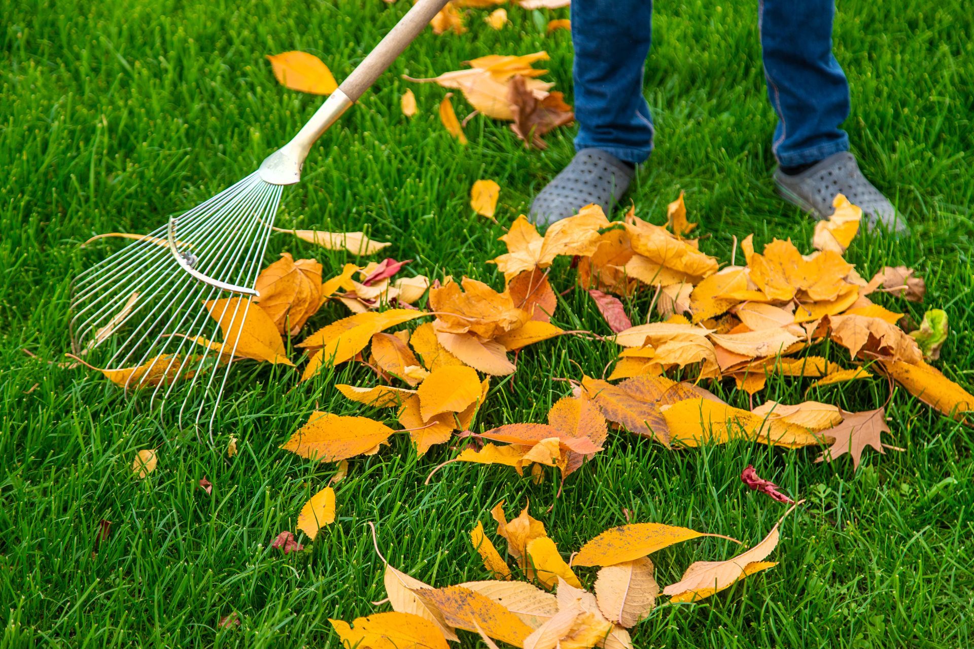A person is raking leaves on a lush green lawn.