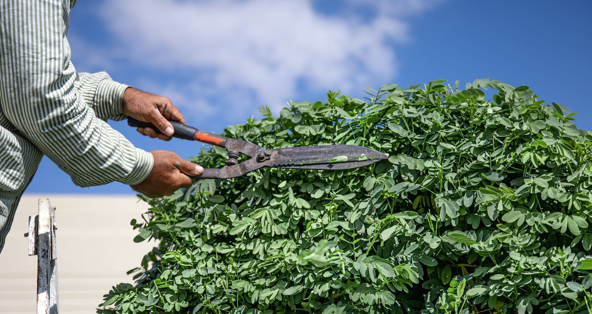 A man is cutting a bush with a pair of scissors.