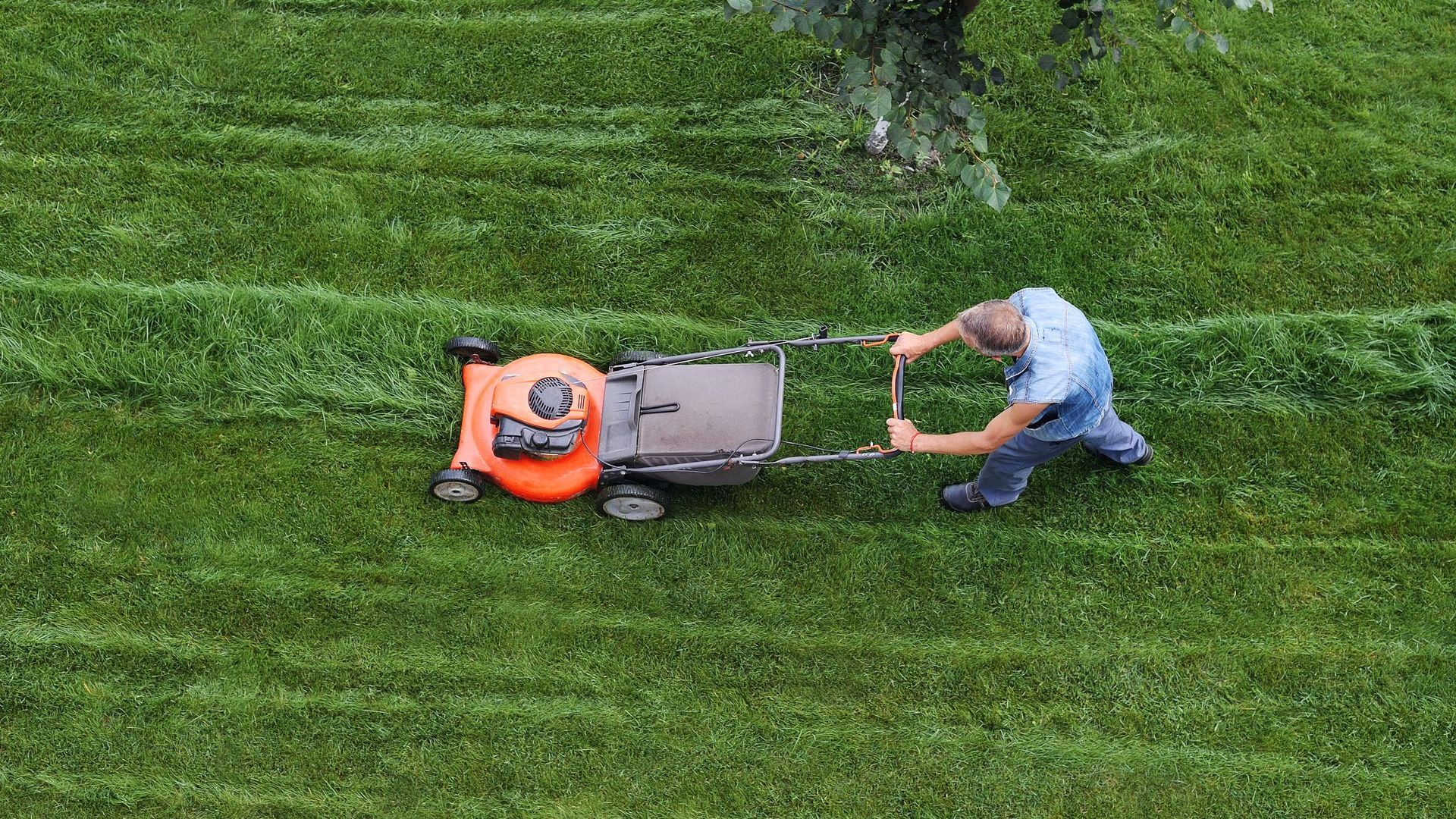 A man is mowing a lush green lawn with an orange lawn mower.