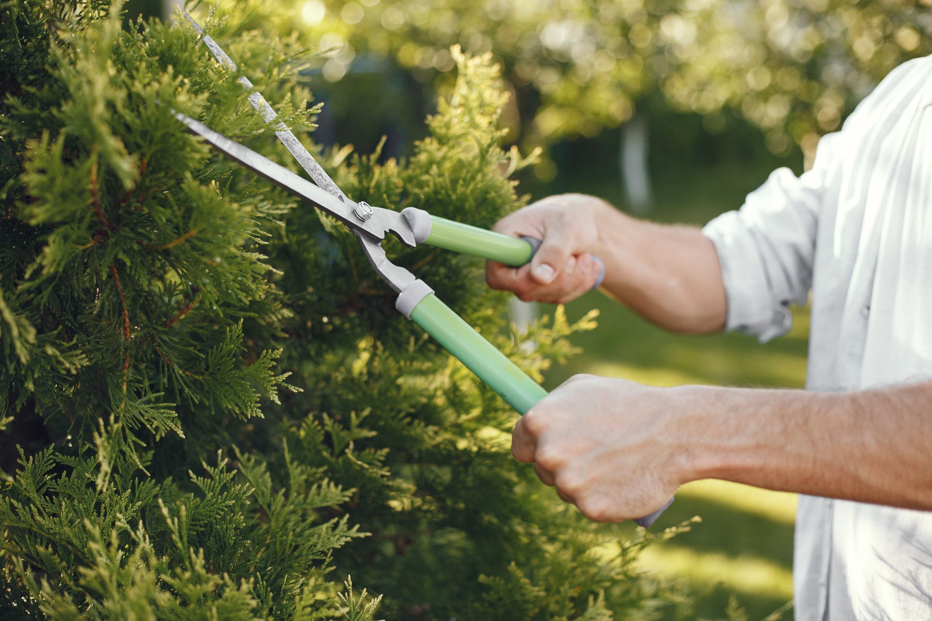 A man is cutting a tree with a pair of scissors.