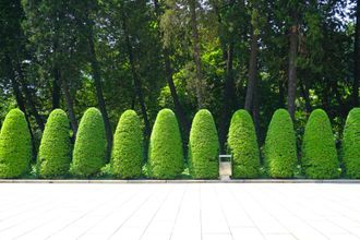 A row of green bushes in a park with trees in the background.