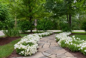 A stone walkway lined with white flowers in a garden.