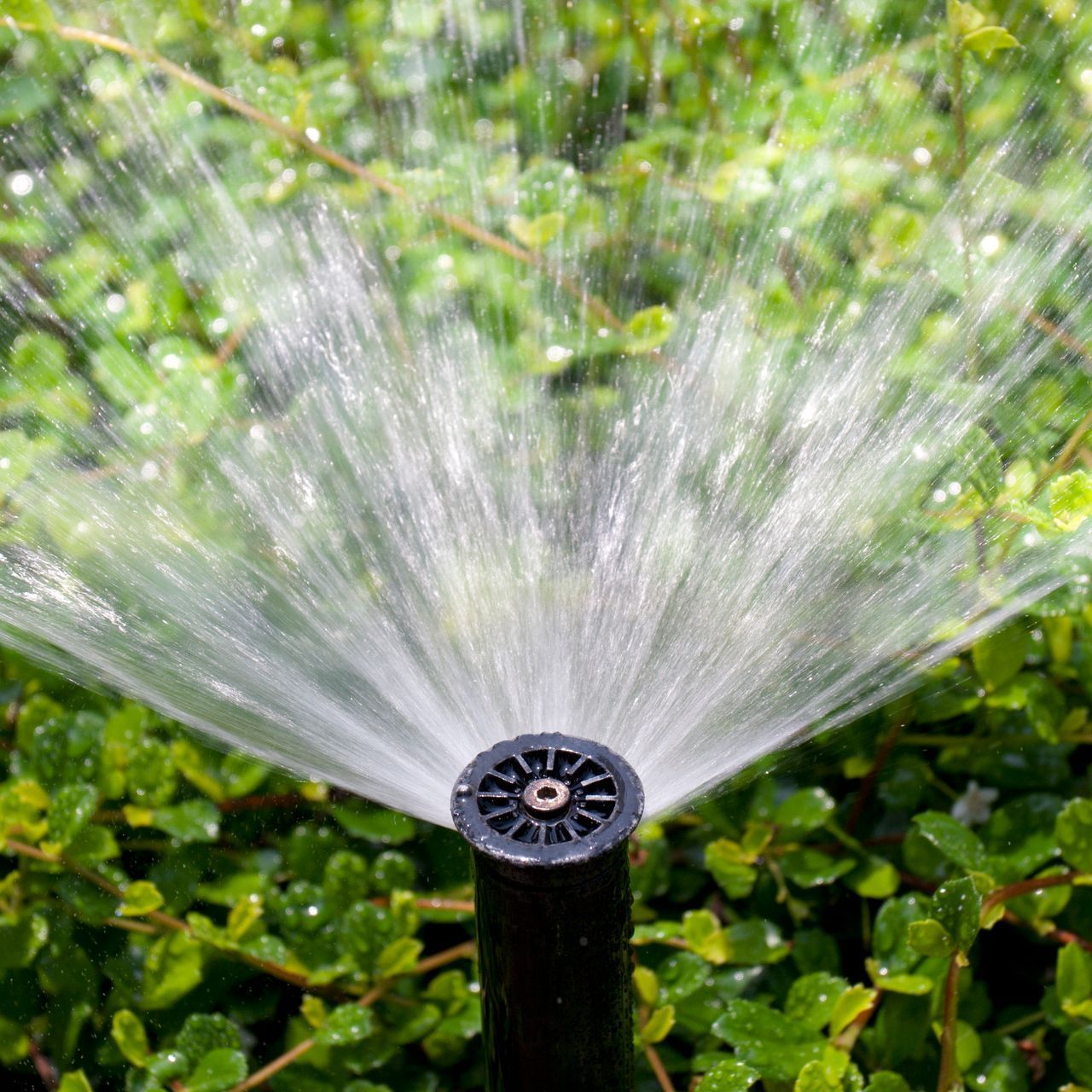 A close up of a sprinkler spraying water in the grass.