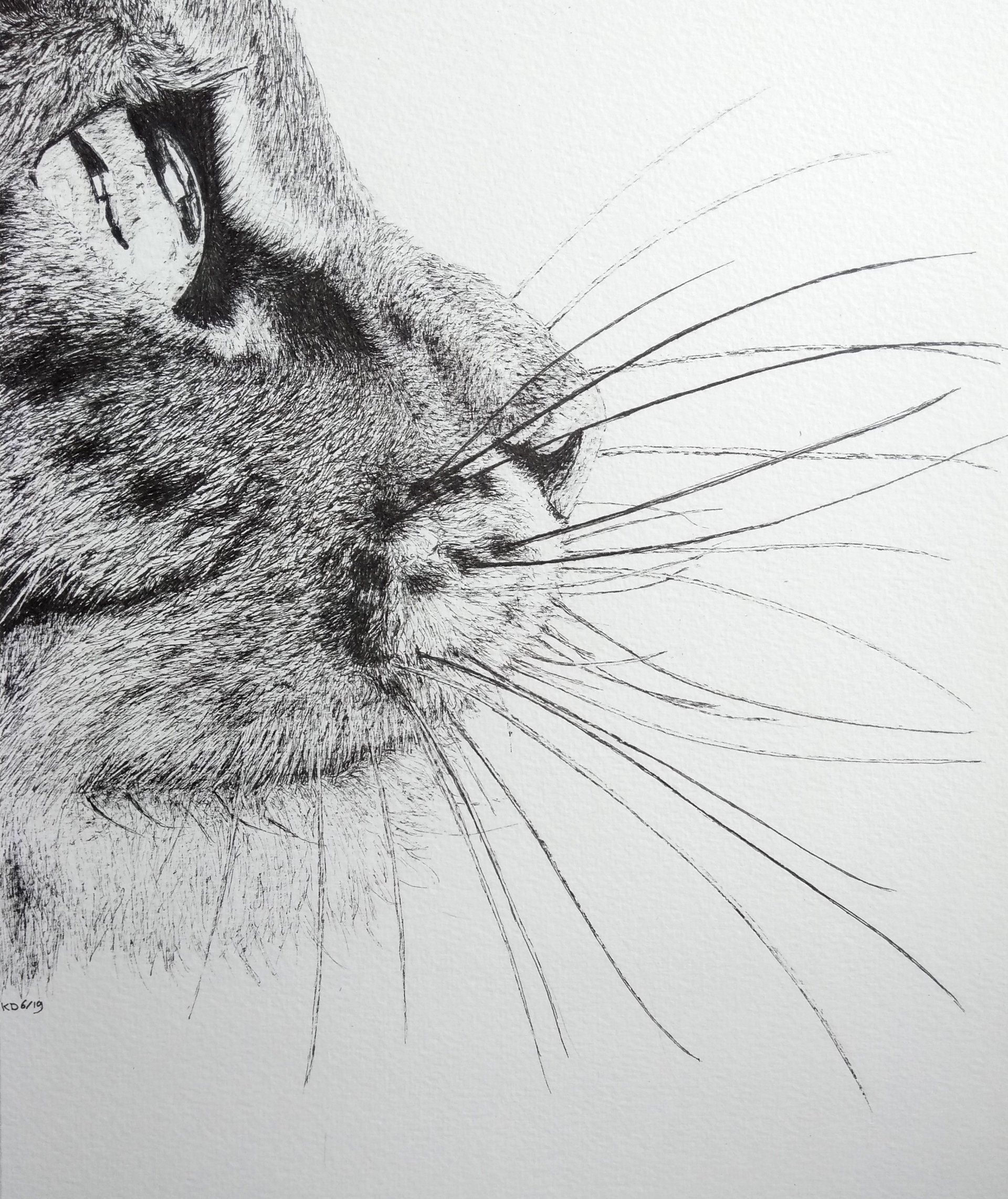 kattenkop