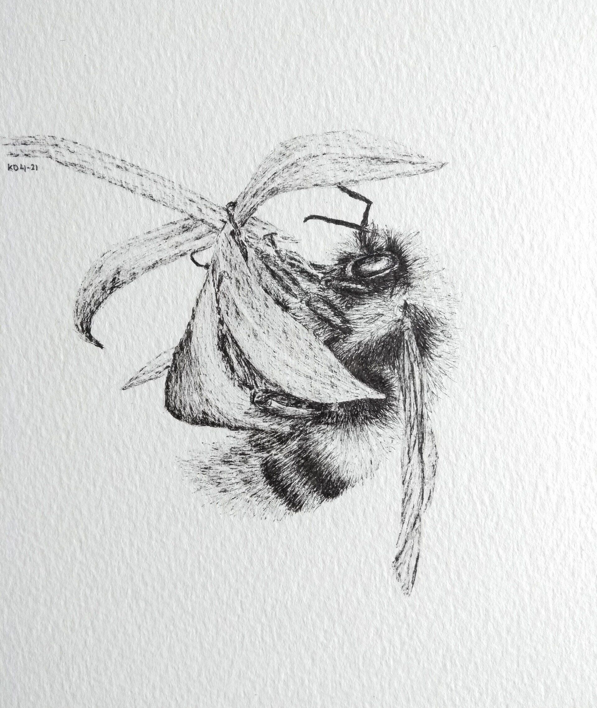 hommel