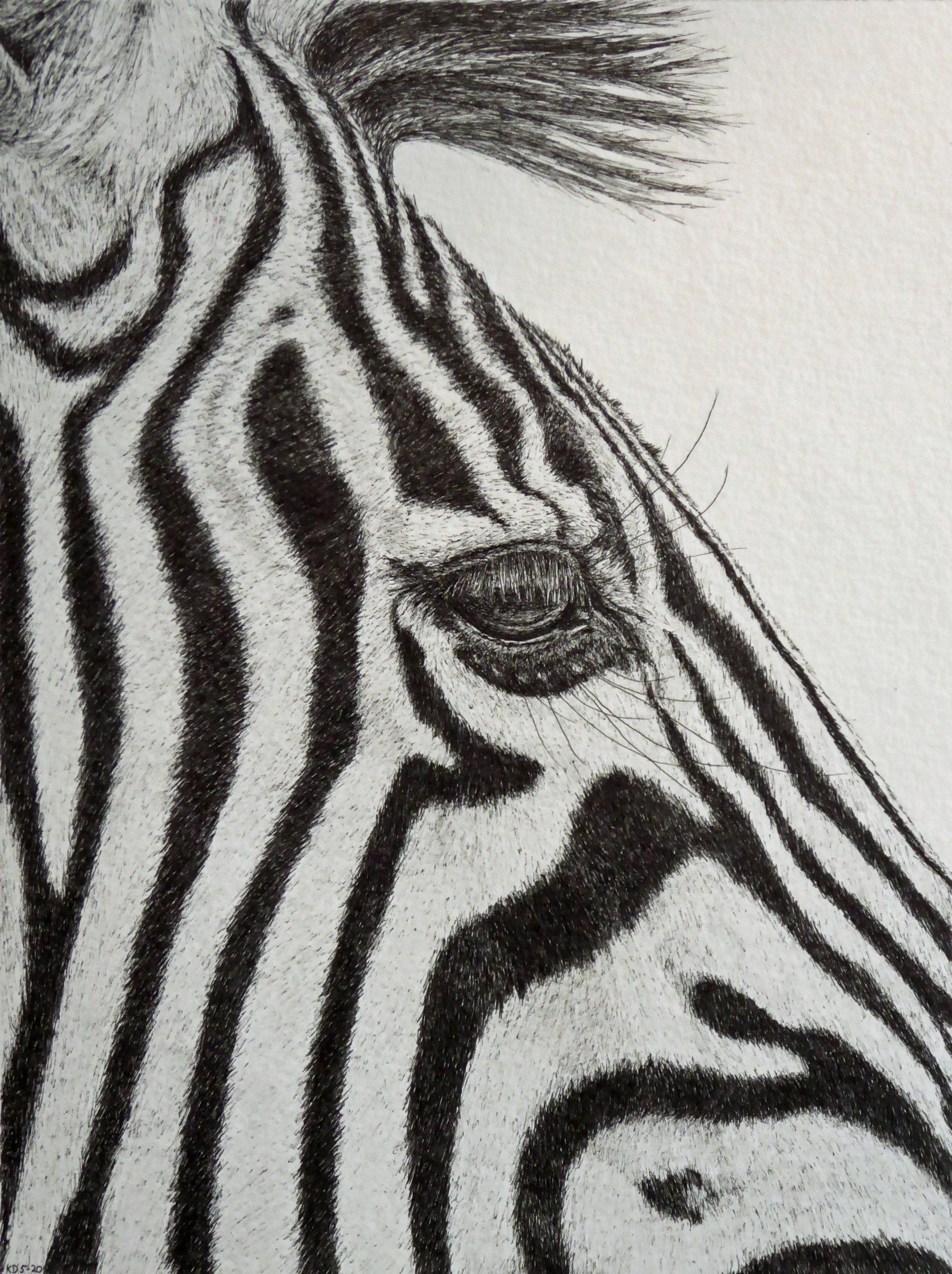 zebra 2
