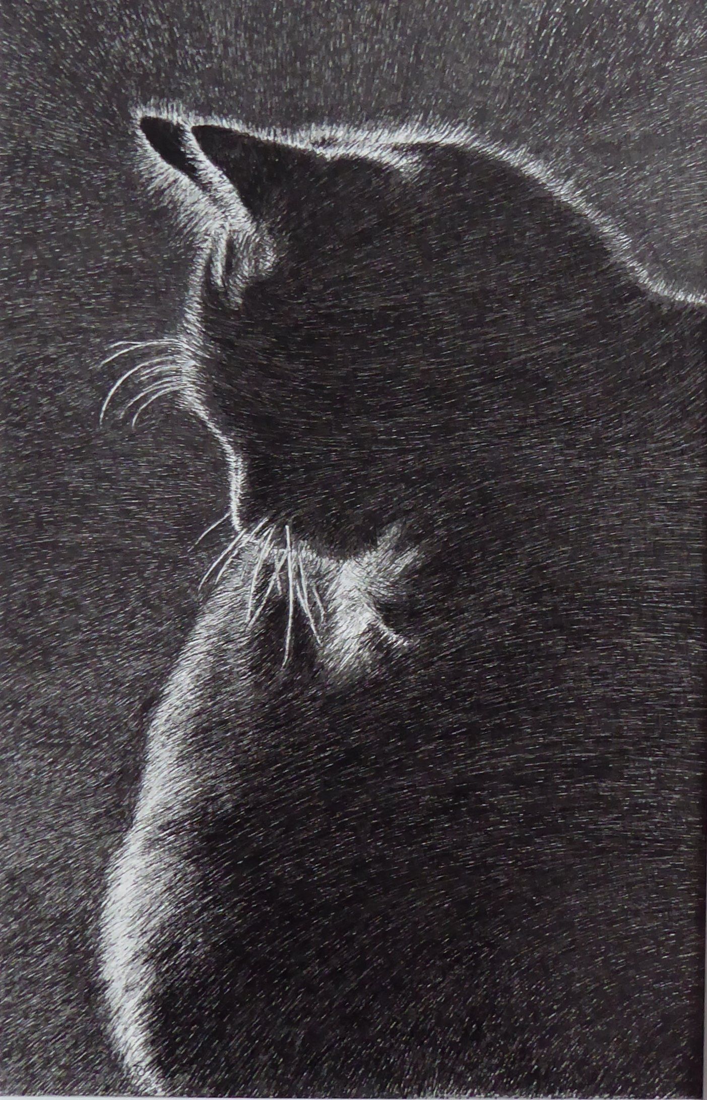 Zwarte kat