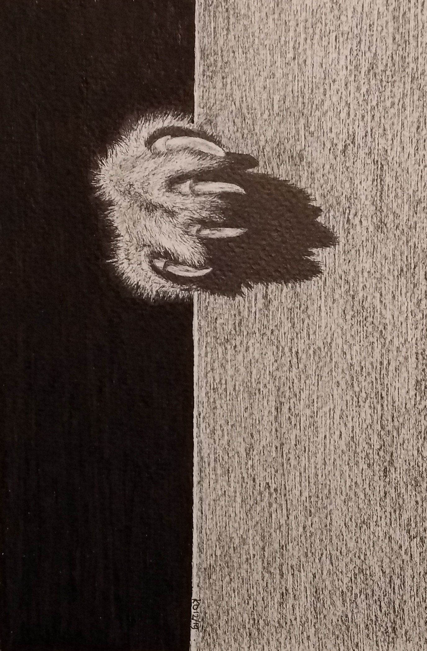 kattenklauw
