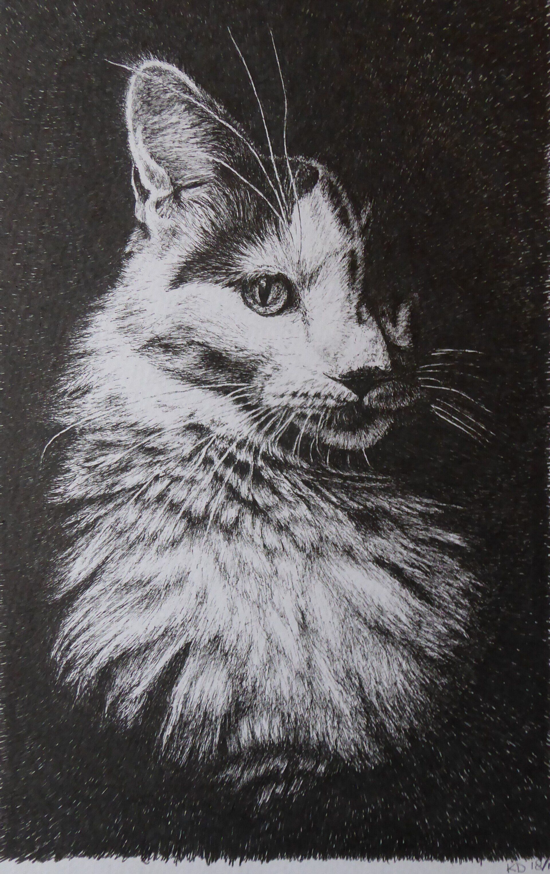 zwart-wit kat