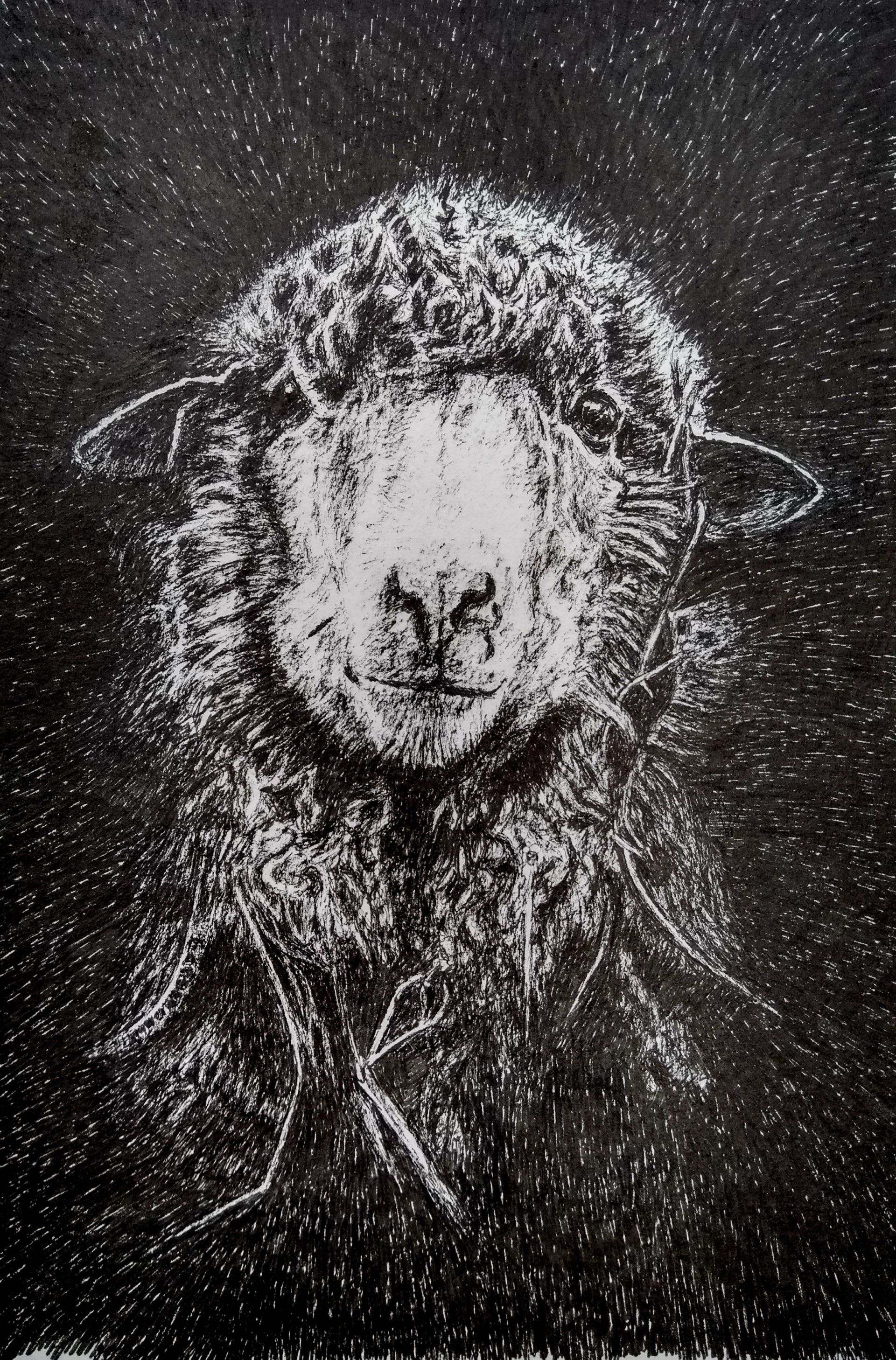 schaap