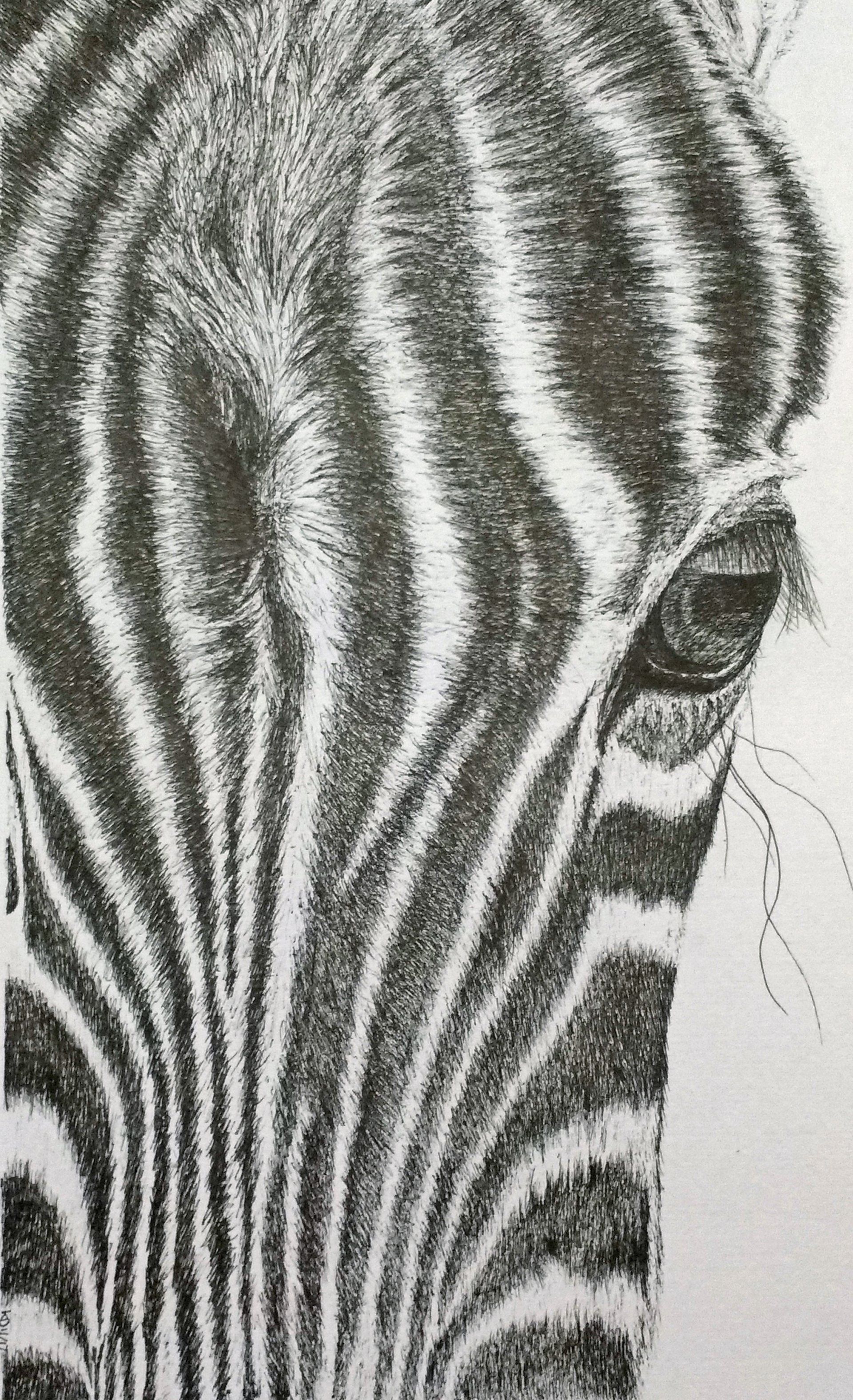 zebra