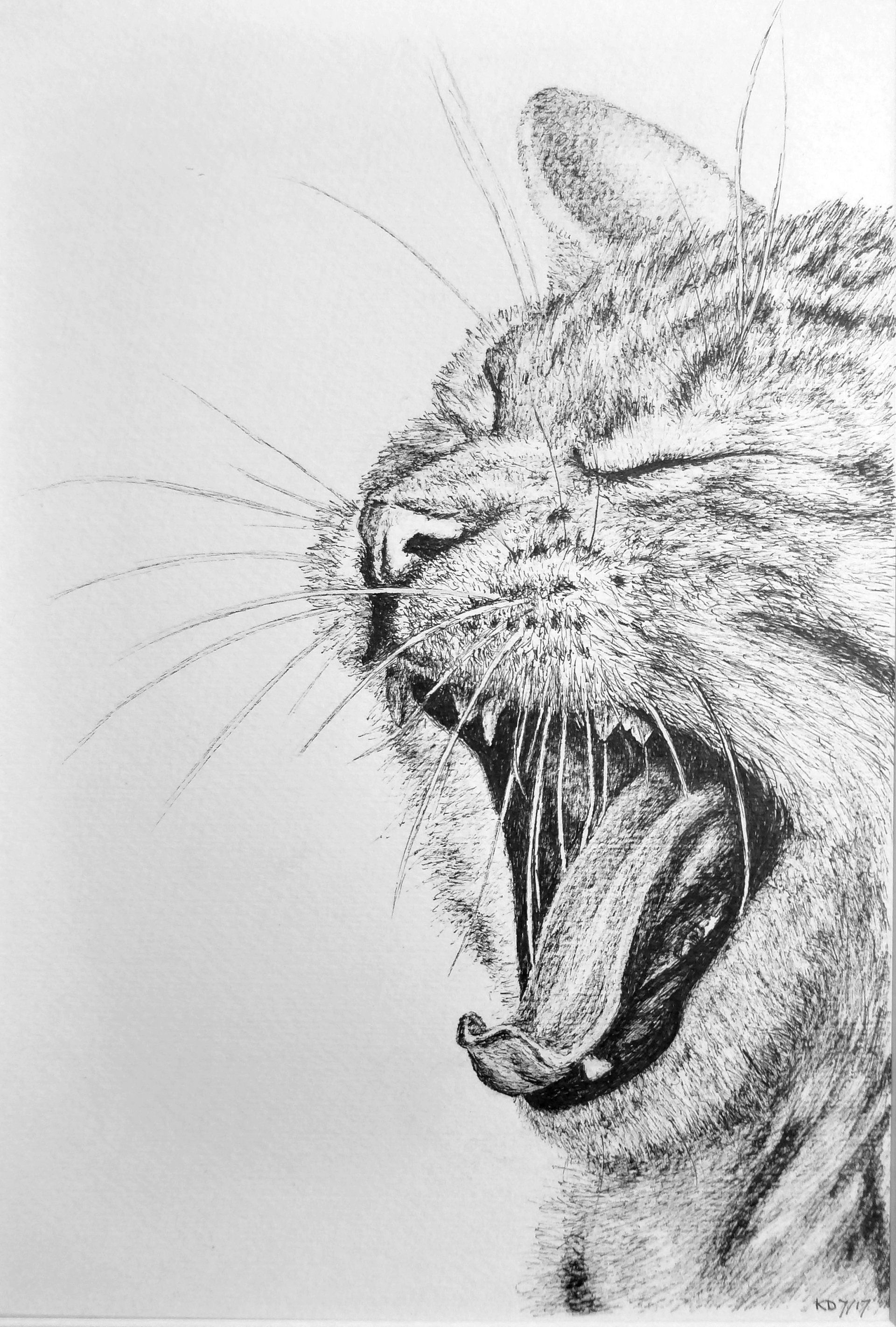 wilde kat